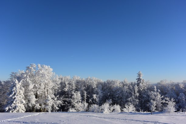 白色森林在冬天被雪覆盖的黑色森林图片下载
