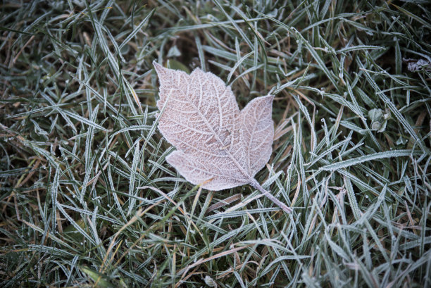 冬天的白天，冻僵的叶子躺在草地上。今年的第一次霜冻图片下载