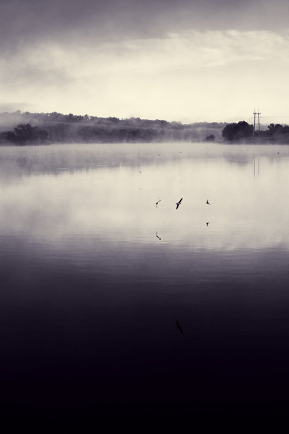 雨燕在水面上图片下载