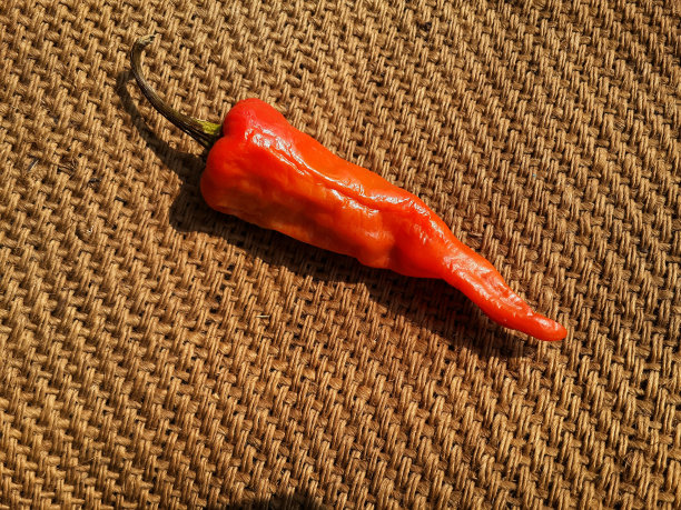 干红辣椒粗麻布质地背景。素材图片