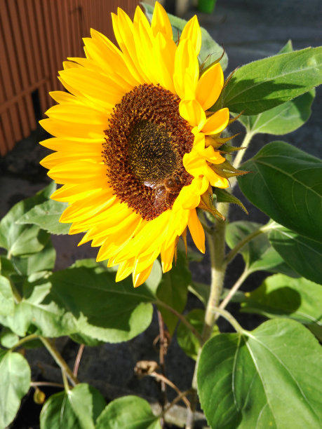 向日葵与蜜蜂图片下载