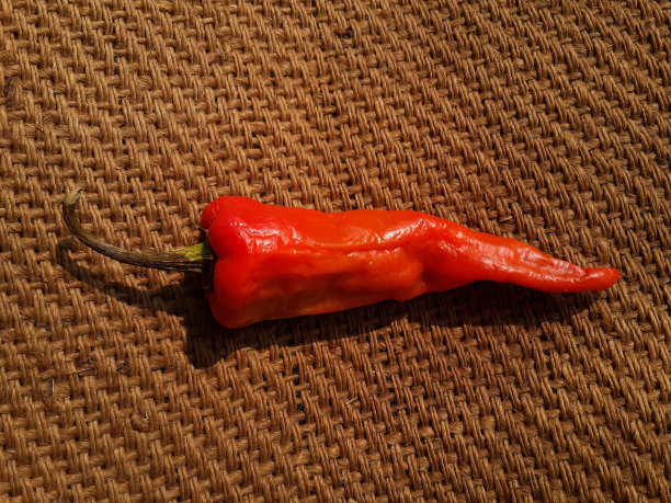 干红辣椒粗麻布质地背景。素材图片