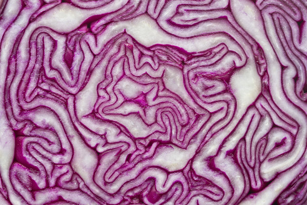 红白菜模式宏。红球甘蓝图片下载