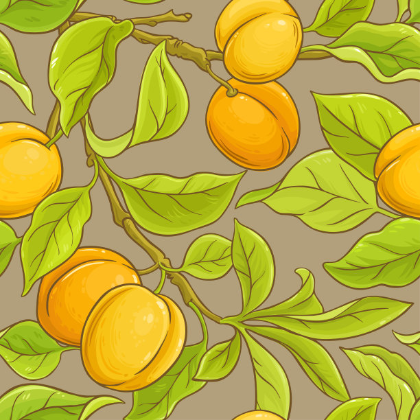 杏矢量模式图片下载