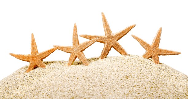 海星。图片下载