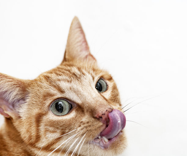 伸出舌头的猫图片下载