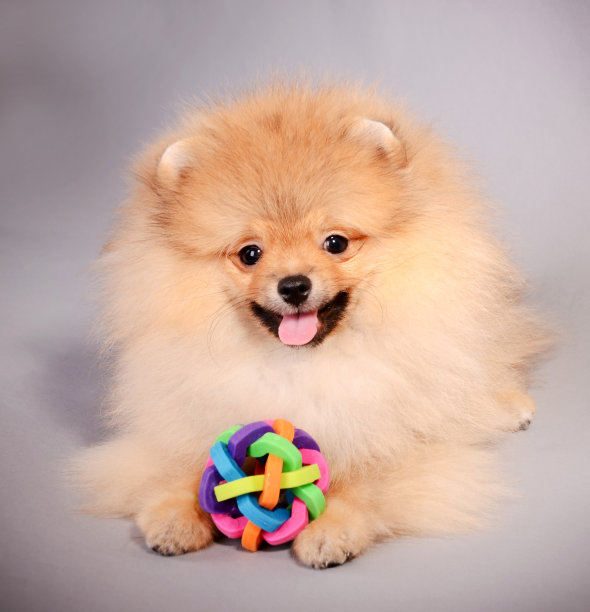 漂亮的小狗与一个球在灰色的背景，博美犬图片下载