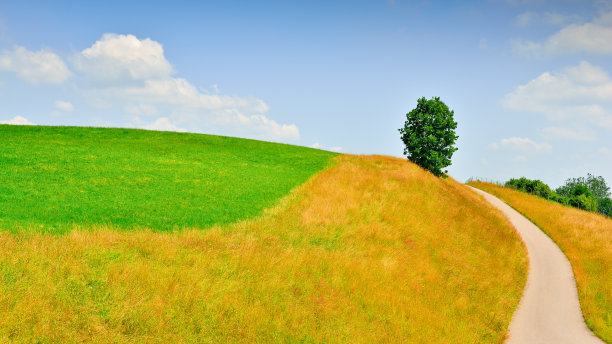 夏天的草地。图片下载