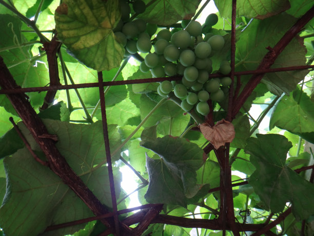 葡萄树的分支图片下载