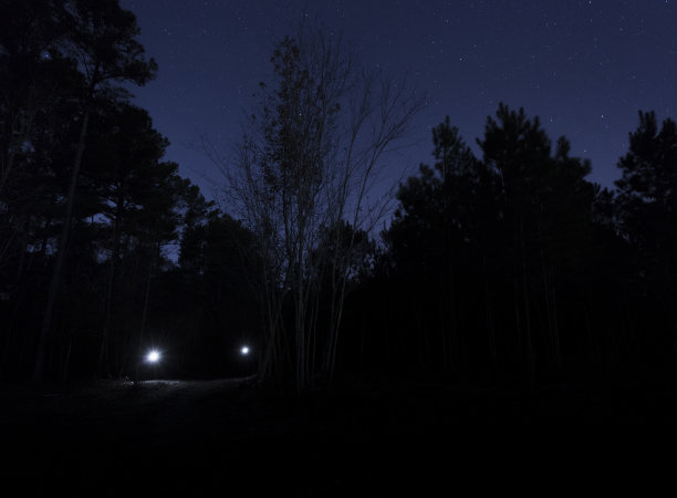 森林里一个晚上有两盏前灯图片下载