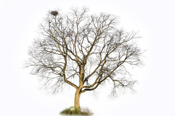 白色背景上的树图片下载