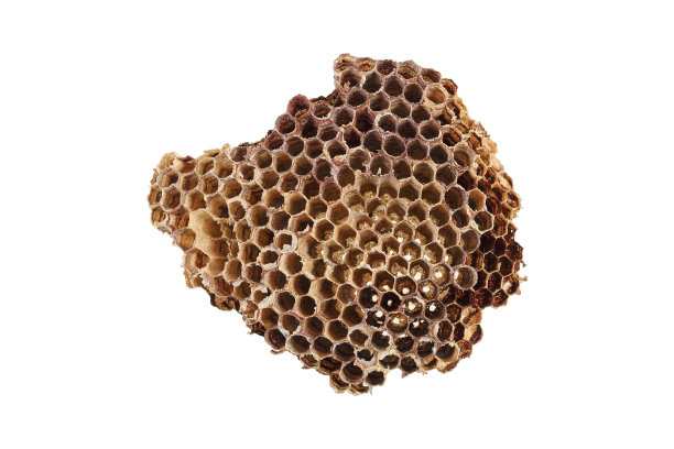 真正的蜂巢孤立在白色上素材图片