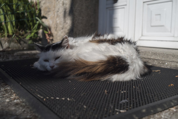 雨刷器上的猫图片下载