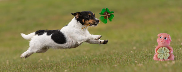 狗狗用四叶草和幸运猪迎接新年-新年快乐-杰克罗素梗图片下载