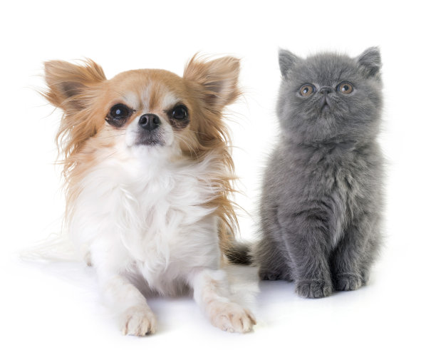 异国情调的短毛小猫和吉娃娃图片下载