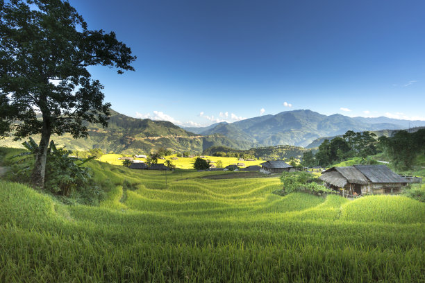 越南盐白木仓寨梯田上的稻田。越南的风景。图片下载
