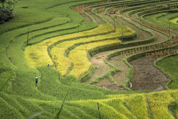 越南河江省黄苏皮美丽的梯田景色。西北高地的稻田成熟了素材图片
