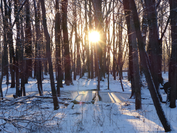 冬季森林图片下载