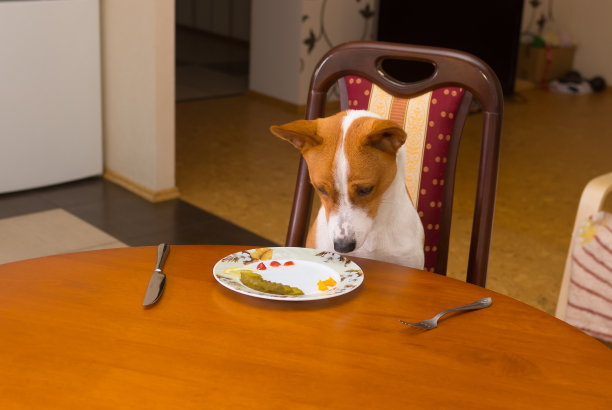 可爱的Basenji正在后悔从主人的盘子里偷来的美味牛排图片下载