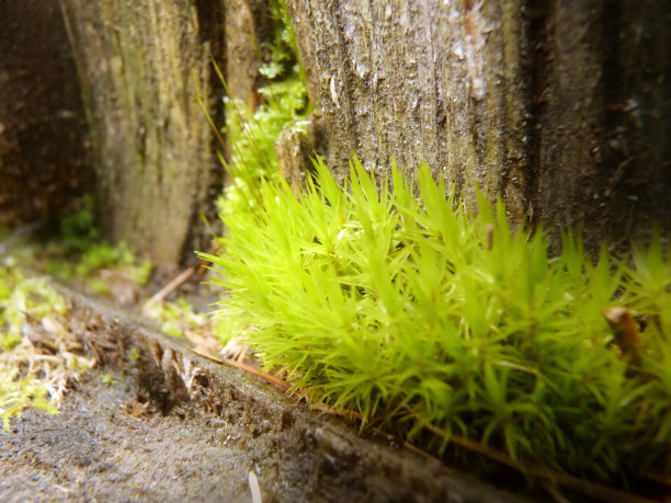 苔藓生长在森林的树桩近距离微距细节图片下载