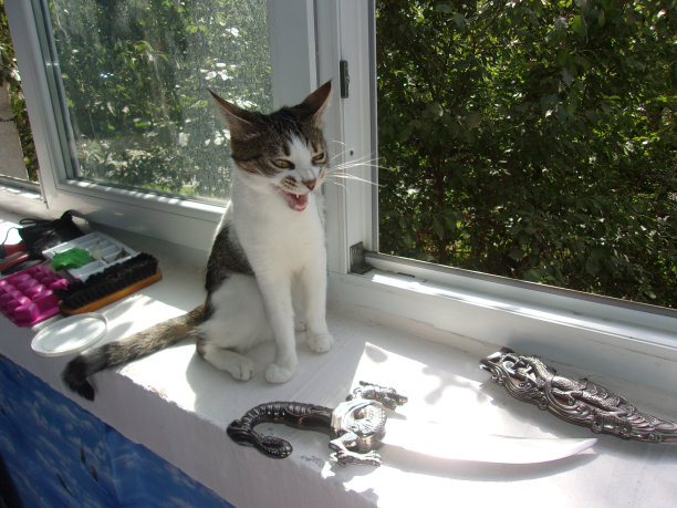 可怕的“邪恶”猫的笑声图片下载