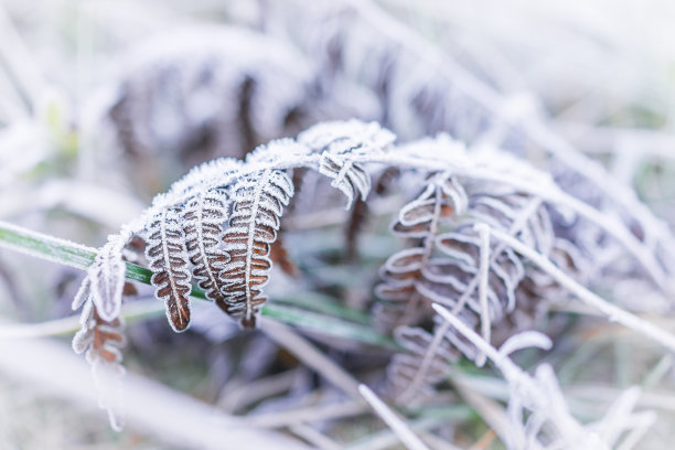 在早晨的雪中在棕色蕨类树枝叶子植物上霜冰晶的微距特写素材图片