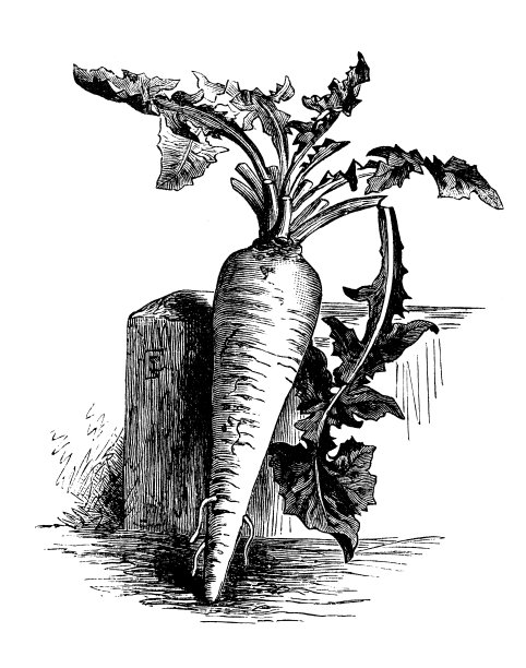 植物学蔬菜植物古玩雕刻插图:根菊苣图片下载