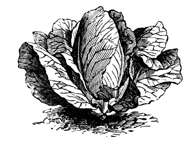 植物类蔬菜植物古版画插图:早期矮约克卷心菜图片下载
