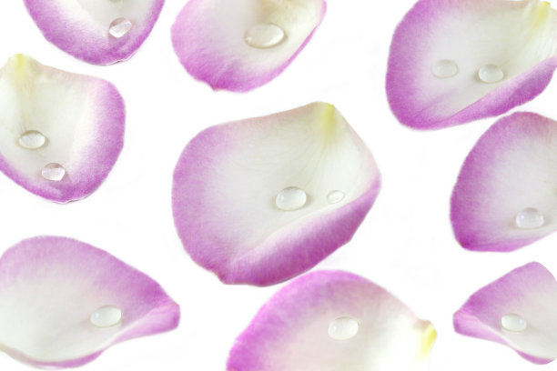 从上面看，白色背景上有几片粉红色的玫瑰花瓣图片下载