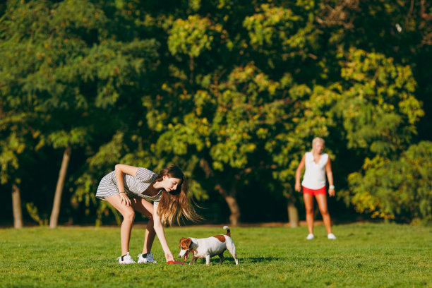 母女俩把橙色的飞盘扔给小喜狗，小喜狗在绿草地上捉它。小杰克罗素梗宠物在户外公园玩。狗和女人。家人在户外休息图片下载