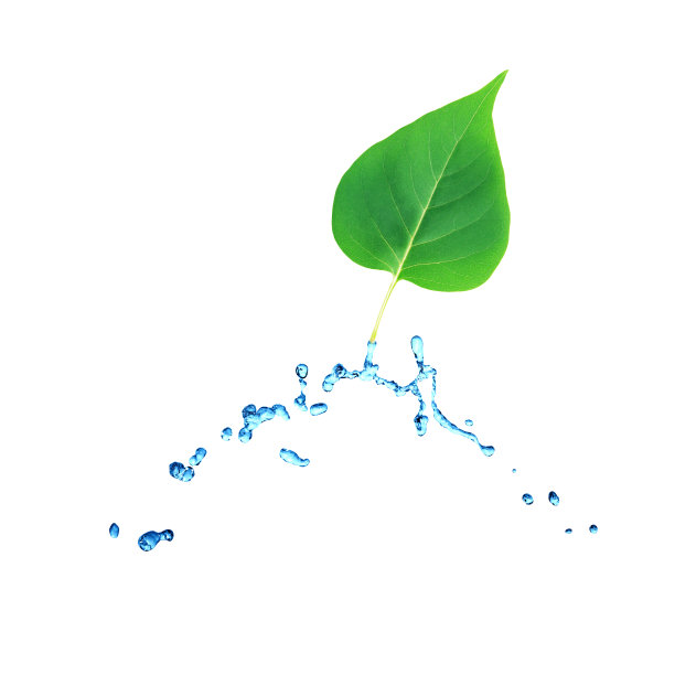 水中的绿叶图片下载