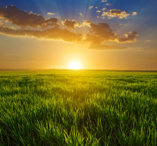 宁静的乡村景色，夕阳下绿色的田野图片下载