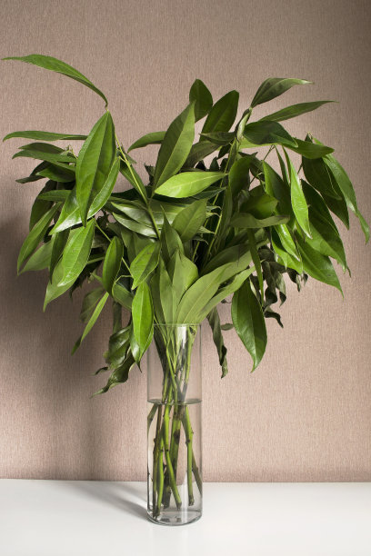 花瓶里的桉树图片下载