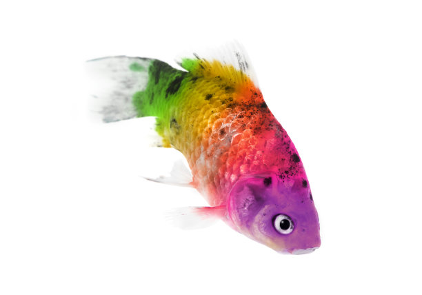 多色鱼图片下载