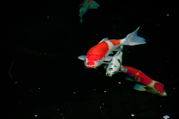 日本的鲜红鲤鱼鱼在神圣的池塘里素材图片