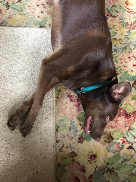 快乐的年轻巧克力拉布拉多小狗躺在家里图片下载