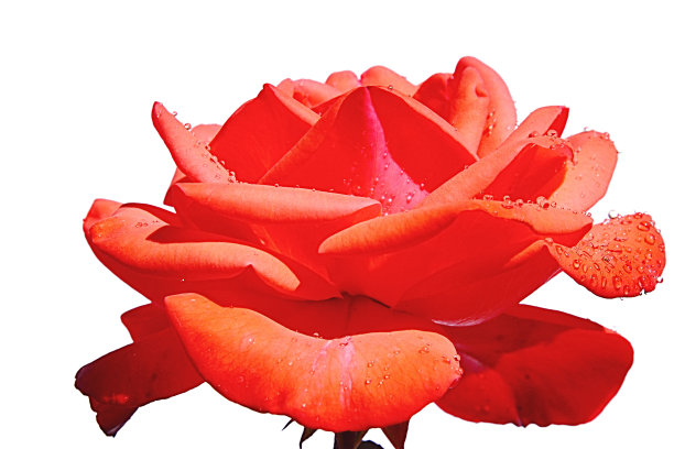 红玫瑰短笛的高调图片，Tantau 1984，花瓣上有水滴，白色的背景图片下载