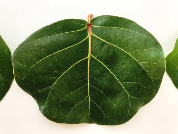 海葡萄叶的特写图片下载