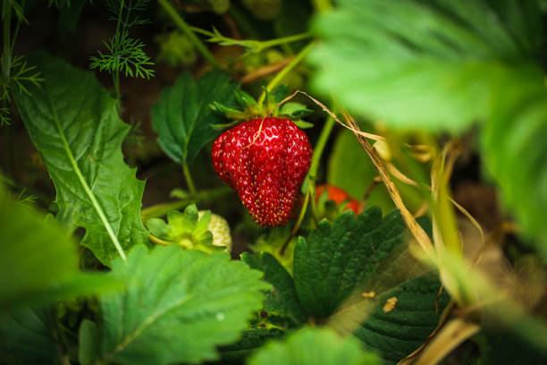 花园里有新鲜的草莓。特写照片图片下载