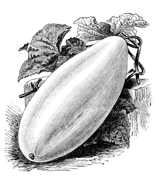 植物学蔬菜植物仿古雕刻插图:大白黄瓜图片下载