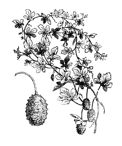 植物学蔬菜植物仿古雕刻插图:多刺果小黄瓜图片下载