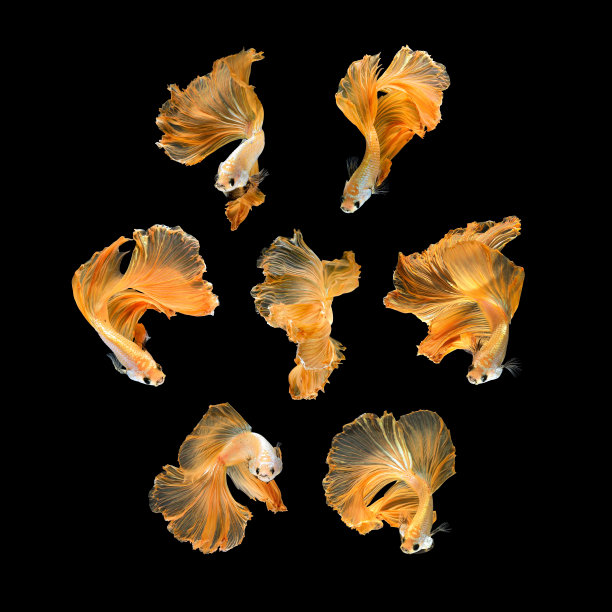 近景艺术运动的斗鱼，暹罗搏斗鱼孤立在黑色的背景图片下载