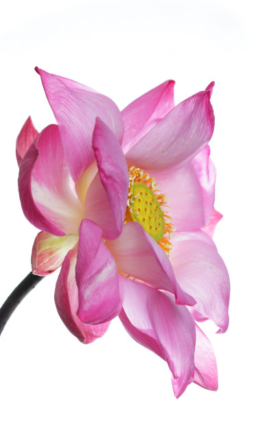 美丽的盛开的荷花孤立在白色的背景。图片下载