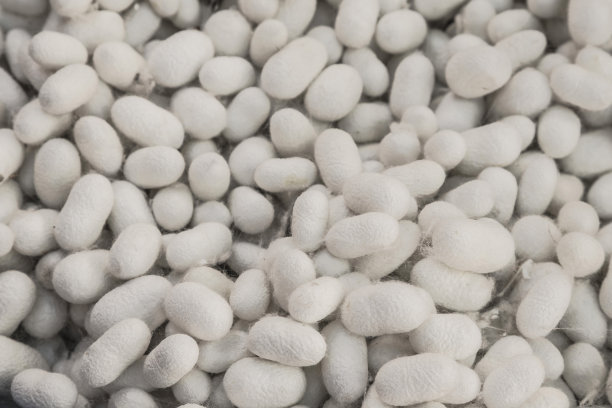 以蚕茧为背景图片下载