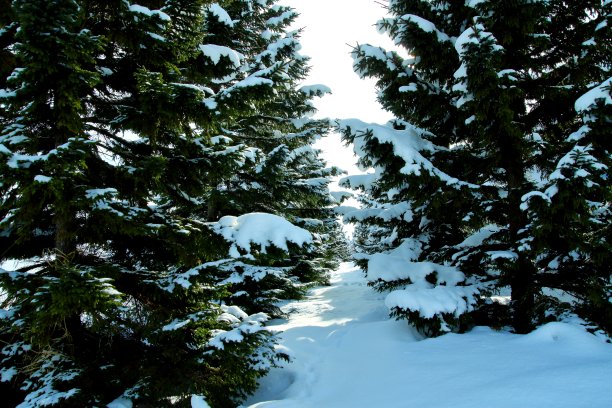 冬季的北海道景观图片下载