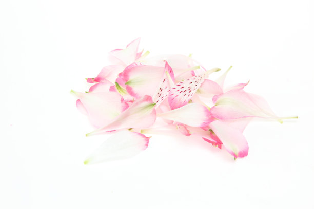 白色背景下的黄花花瓣图片下载