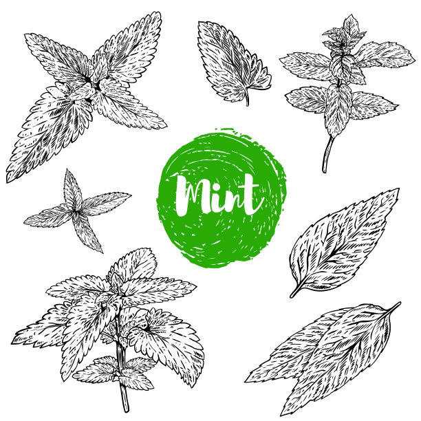 留兰香草本植物插画合集，白色背景素材图片