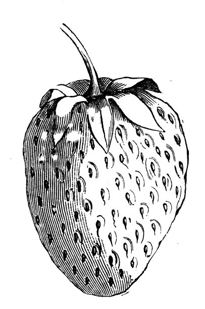 植物、蔬菜、植物仿古雕刻插图:草莓图片下载