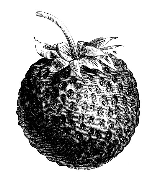 植物、蔬菜、植物仿古雕刻插图:草莓图片下载