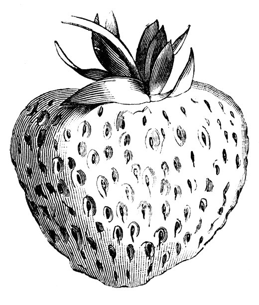 植物、蔬菜、植物仿古雕刻插图:草莓图片下载